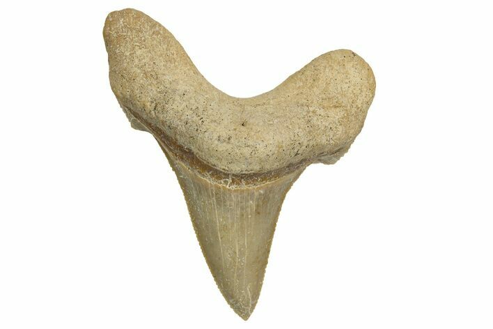 Serrated Sokolovi (Auriculatus) Shark Tooth - Dakhla, Morocco #321867